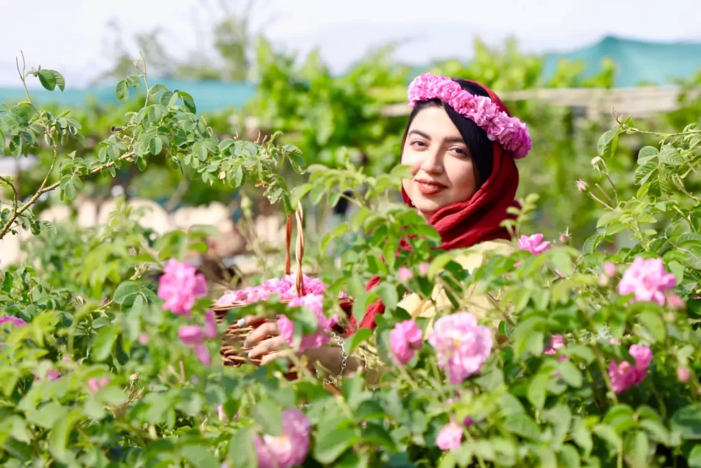 Bathed in Persian Pink at the Kashan Rosewater Festival